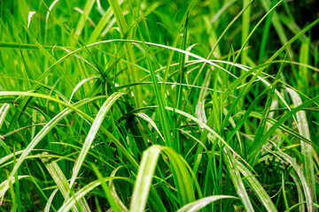 fresh green grass in the wind 
