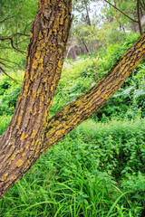 tree in the woods