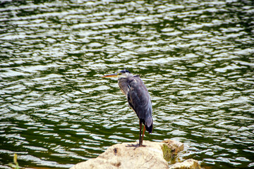 great blue heron standing on the rock agains flowing water