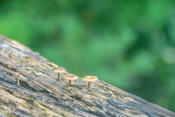 Mushrooms Growing on Log in Forest Nature Scene