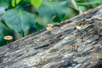 Mushrooms Growing on a Log in Forest