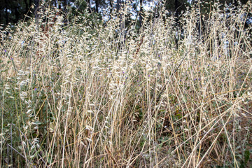 grass in the wind