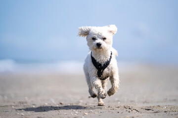 kleiner weißer Hund rennt am Strand entlang