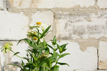 White Zinnia elegans flowers