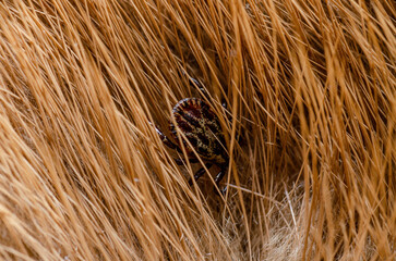 Encephalitis Virus or Lyme Borreliosis Disease Infectious Dermacentor Tick Arachnid Parasite Insect on Animal Fur