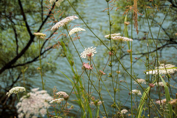 wild flowers against water in the forest