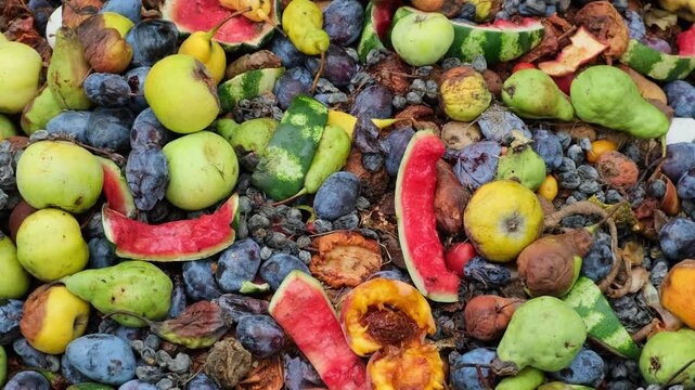 Food Waste in Outdoor Compost Bin. Rotten Food Scraps Turning into Compost. Spoiled Fruits and Vegetables in Organic Waste Pile