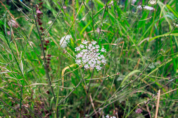wild flowers in the meadow