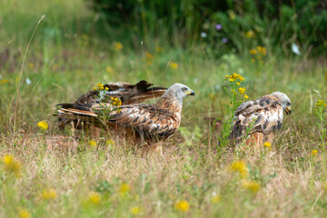 Milan royal,Milvus milvus , Red Kite