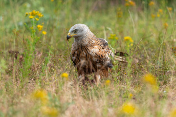 Milan royal,Milvus milvus , Red Kite