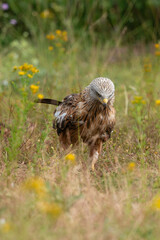 Milan royal,
Milvus milvus , Red Kite