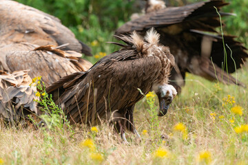 Vautour moine,
Aegypius monachus, Cinereous Vulture, Vautour fauve,
Gyps fulvus, Griffon Vulture,...