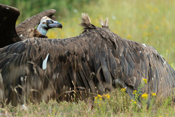 Vautour moine,
Aegypius monachus, Cinereous Vulture, Parc naturel régional des grands causses 48,...
