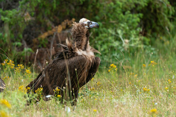 Vautour moine,
Aegypius monachus, Cinereous Vulture, Parc naturel régional des grands causses 48,...