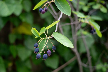 Amelanchier