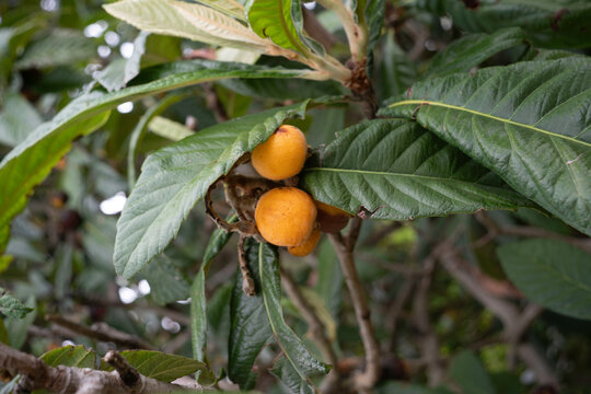 N&eacute;flier , Nefle,  Eriobotrya japonica