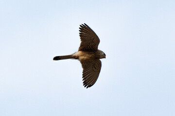 Obraz premium Faucon crécerellette, Falco naumanni, Lesser Kestrel