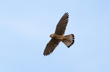 Faucon crécerellette,
Falco naumanni, Lesser Kestrel