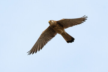 Faucon crécerellette,Falco naumanni, Lesser Kestrel