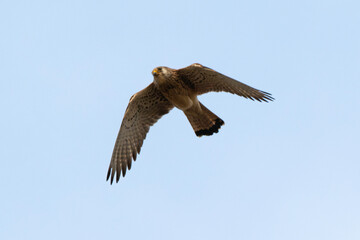 Faucon crécerellette,Falco naumanni, Lesser Kestrel