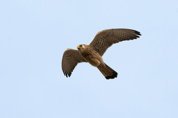 Faucon crécerellette,Falco naumanni, Lesser Kestrel