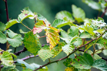 tree leaves in the sun