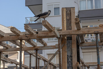 Reinforcement of reinforced concrete columns. The formwork of the columns. Construction technology. A crow stands on scaffolding at a construction site.