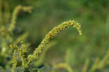 Pigweed Amaranthus spp is a fast growing annual weed found in gardens, fields