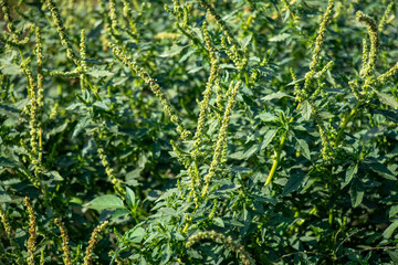 Pigweed is a fast growing, upright plant with green or reddish stems and oval leaves