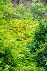 green forest in the morning