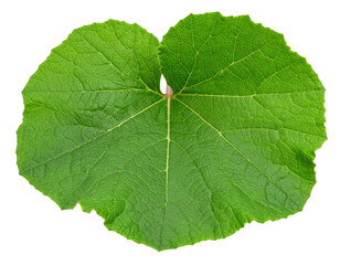Obraz premium A large, round green leaf with visible veins radiating from the center and a slightly jagged edge.