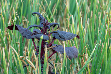 Red amaranth is a fast growing plant with vivid red or purple leaves and upright stem