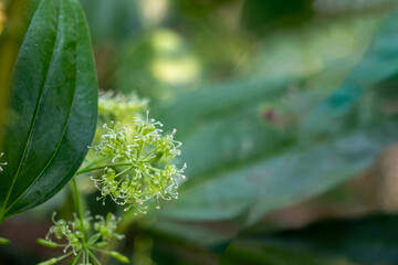 Smilax, or greenbrier, is a tough, thorny climbing plant with glossy