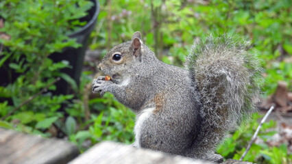 squirrel eating acorn