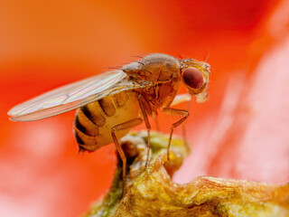 Tropical Fruit Fly Drosophila Diptera Parasite Insect Pest on Fruit Macro