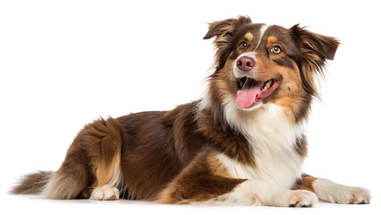 Isolated on white, a cute purebred border collie puppy and an Australian shepherd dog are sitting