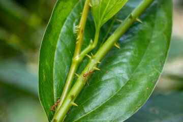 Smilax. green, thorny plant stem is featured, with several reddish brown ants