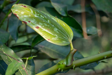 Catbrier is a thorny, climbing vine with glossy, heart shaped leaves