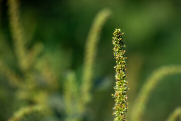 Dioecious amaranth, Pigweed Amaranthus has separate male and female plants