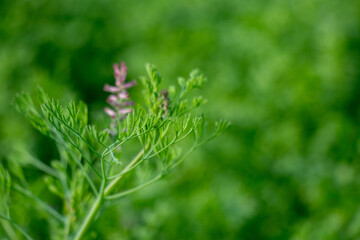 Fine leaf fumitory is a delicate, sprawling herb with slender stems