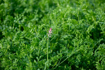 Green, feathery foliage in the foreground, sharply detailed