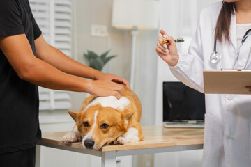 A young man takes his dog to a clinic for a checkup. A female veterinarian examines his dog with a stethoscope and notes on a clipboard, advising the owner on how to care for and maintain his dog.