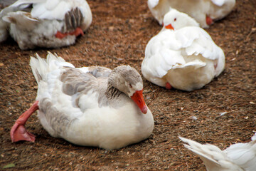 white geese in the beach