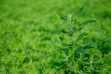 Lambs quarters Chenopodium is a fastgrowing, hardy annual plant
