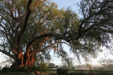 Majestic tree with sprawling branches under clear sky.