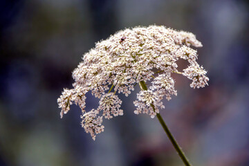 close up white wild flower 