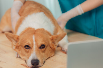Asian veterinarian examines Corgi dog at clinic, using stethoscope and laptop and clipboard to record information for next appointment. Veterinarian concept.