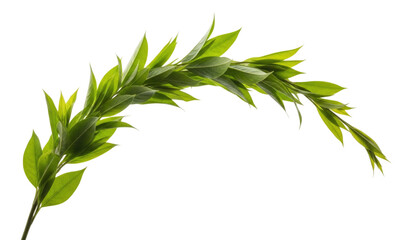 Fototapeta premium Green leafy branch with vibrant foliage cutout isolated on transparent background, cutout png