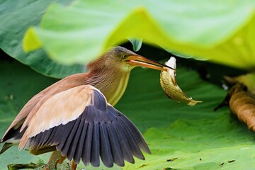 great blue heron ardea cinerea