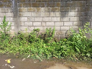 Old Concrete Block Wall with Green Weeds